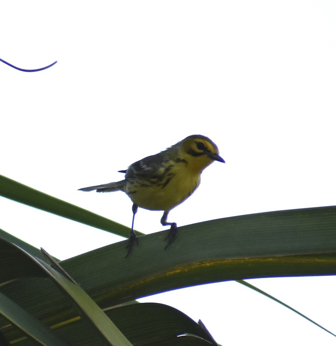 Reinita Galana - ML636744960