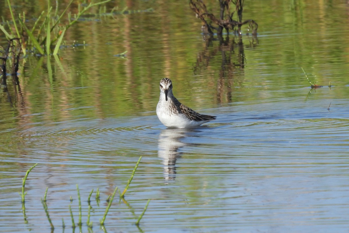 Semipalmated Sandpiper - ML636744964