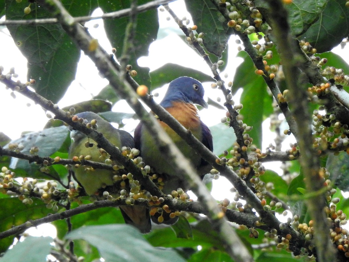 Little Green-Pigeon - ML636745056