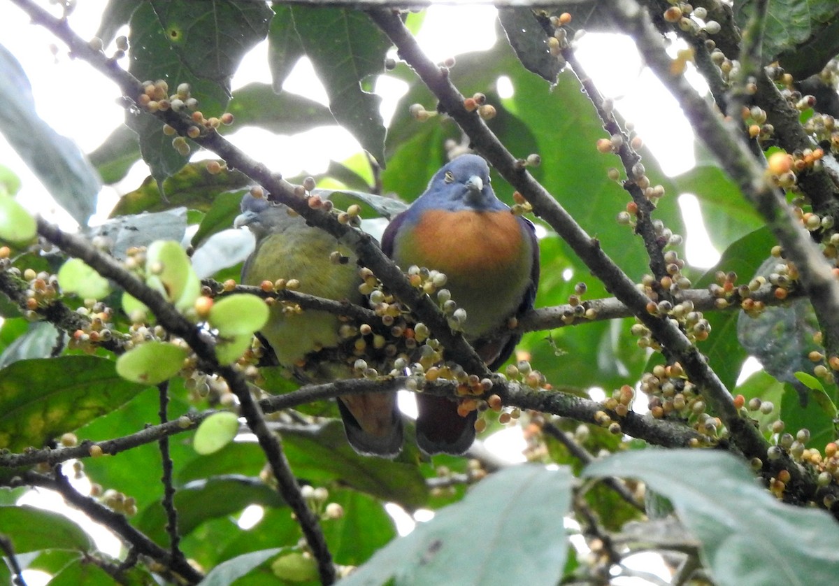 Little Green-Pigeon - ML636745057