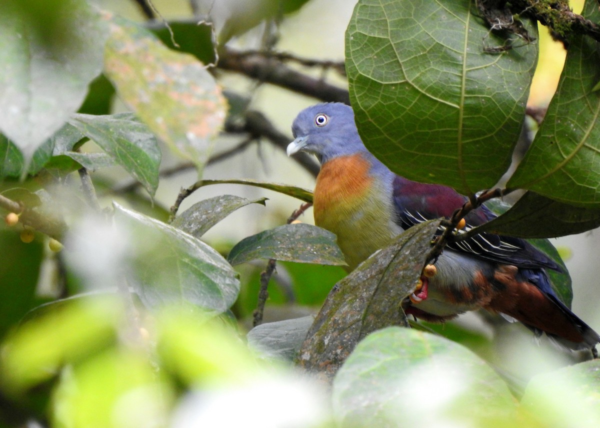 Little Green-Pigeon - ML636745058
