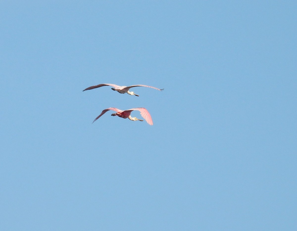 Roseate Spoonbill - ML636745148