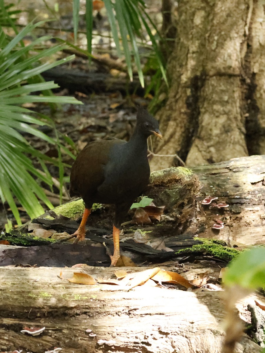 Orange-footed Megapode - ML636745169
