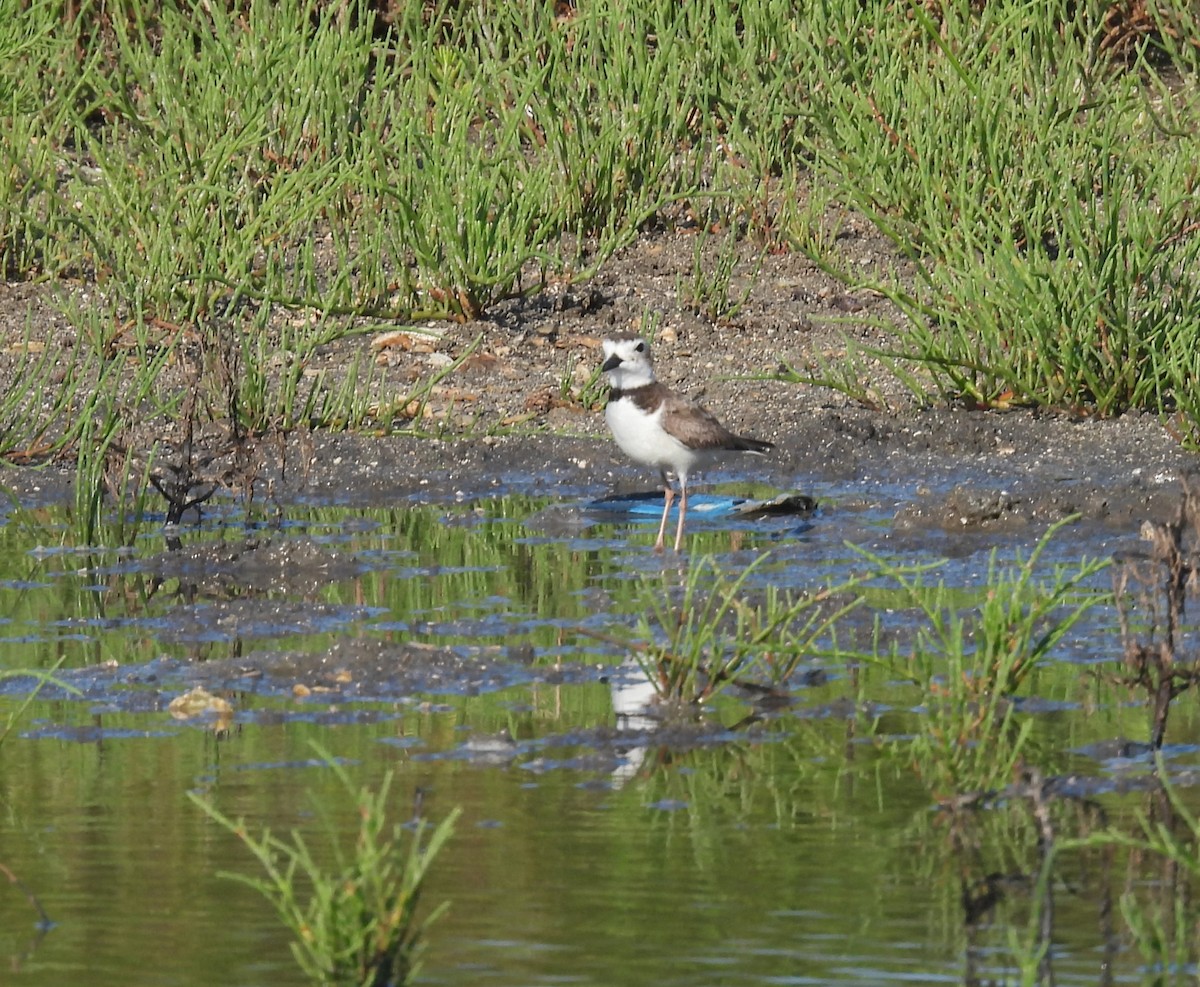 Wilson's Plover - ML636745188
