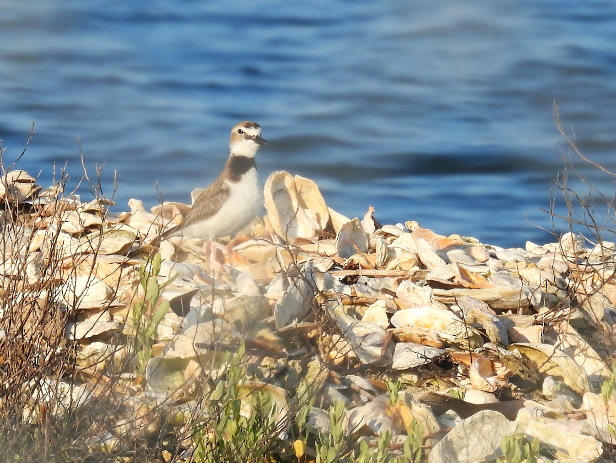 Wilson's Plover - ML636745189