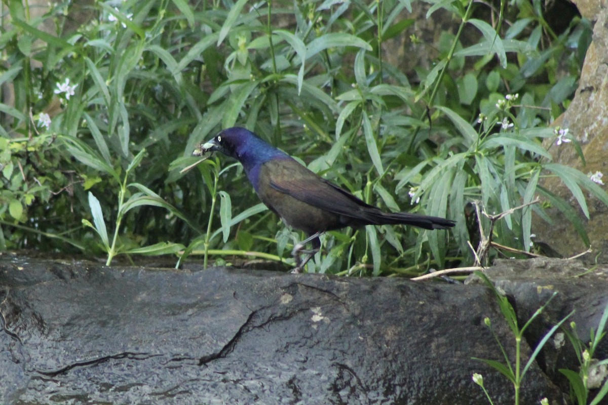 Common Grackle (Bronzed) - ML636745312