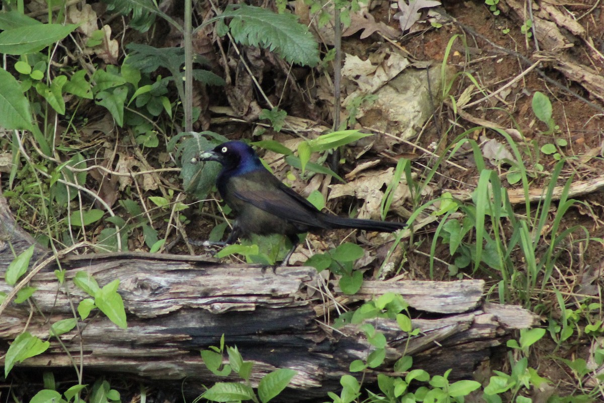 Common Grackle (Bronzed) - ML636745313