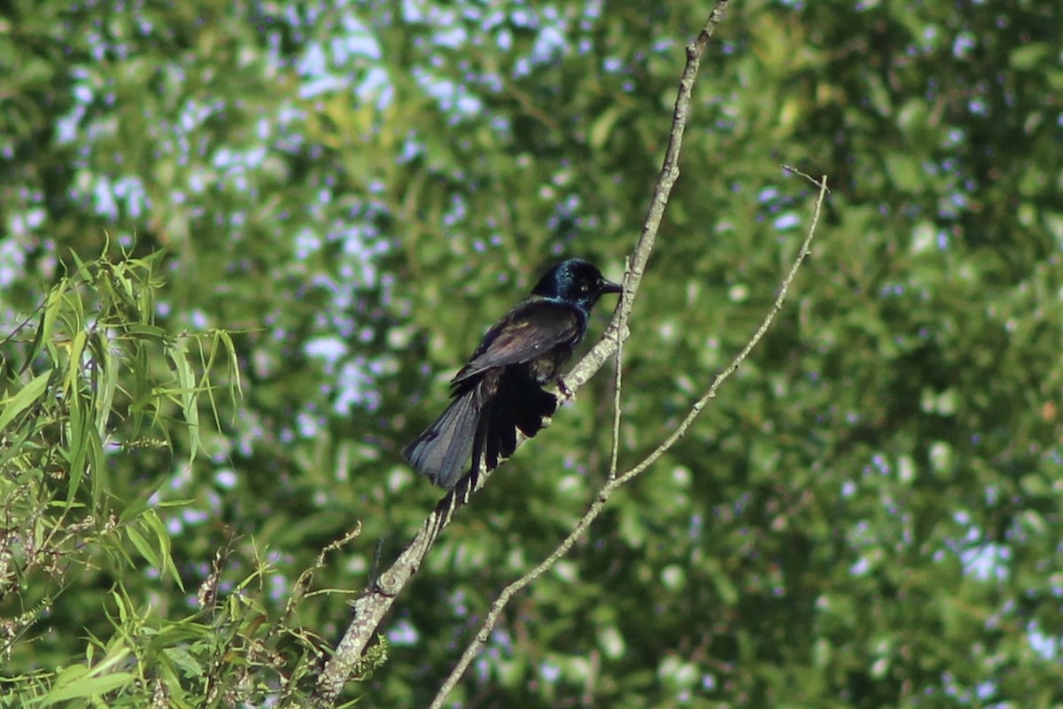 Common Grackle (Bronzed) - ML636745348