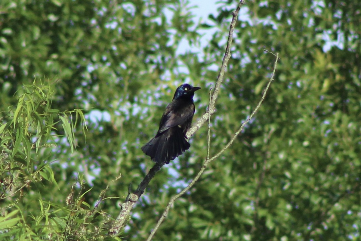 Common Grackle (Bronzed) - ML636745349