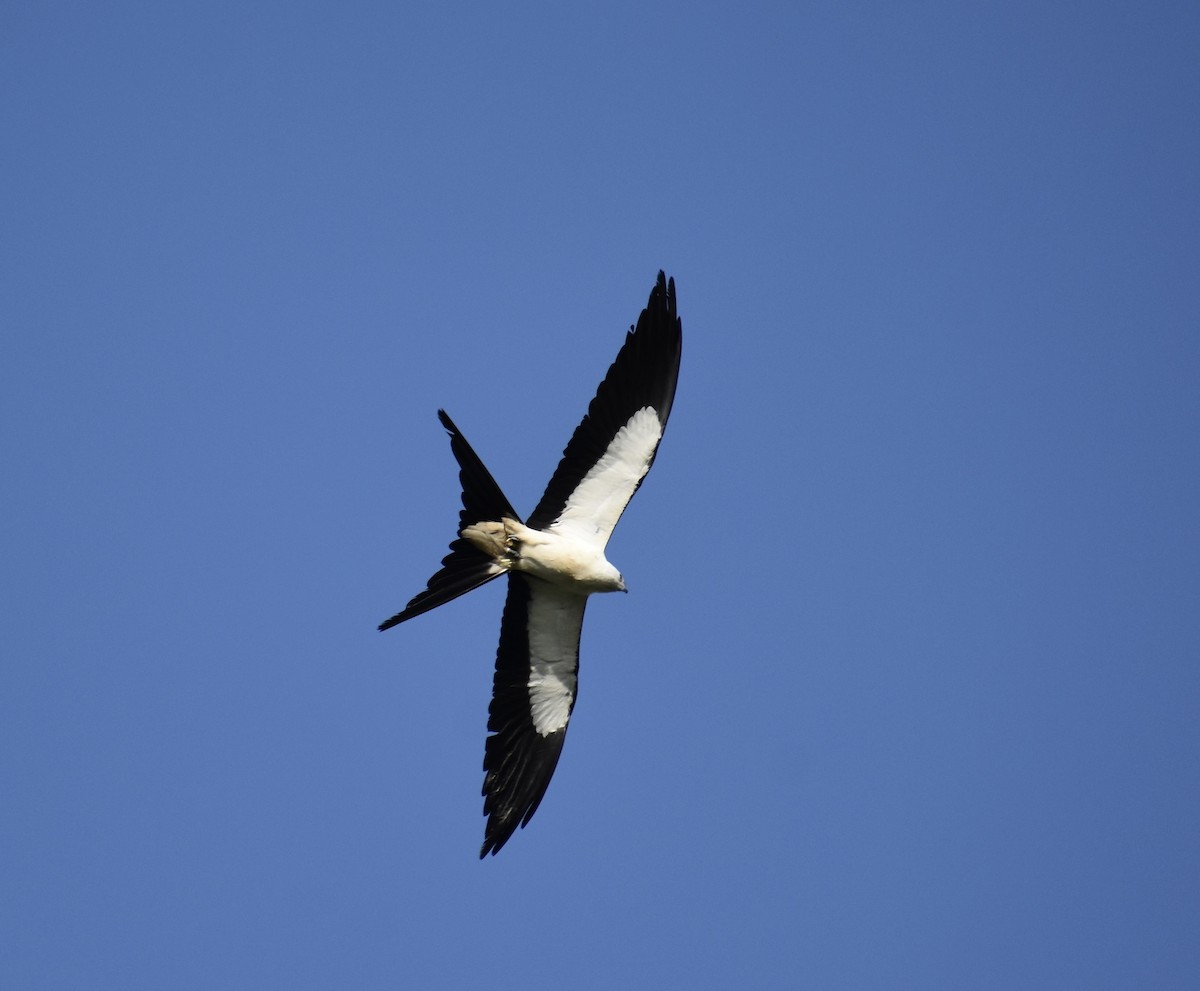 Elanio Tijereta - ML636745597