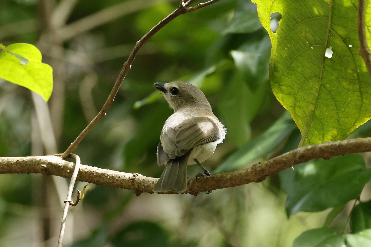 Gray Whistler - ML636745710