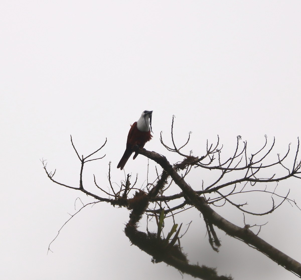 Three-wattled Bellbird - ML636745736
