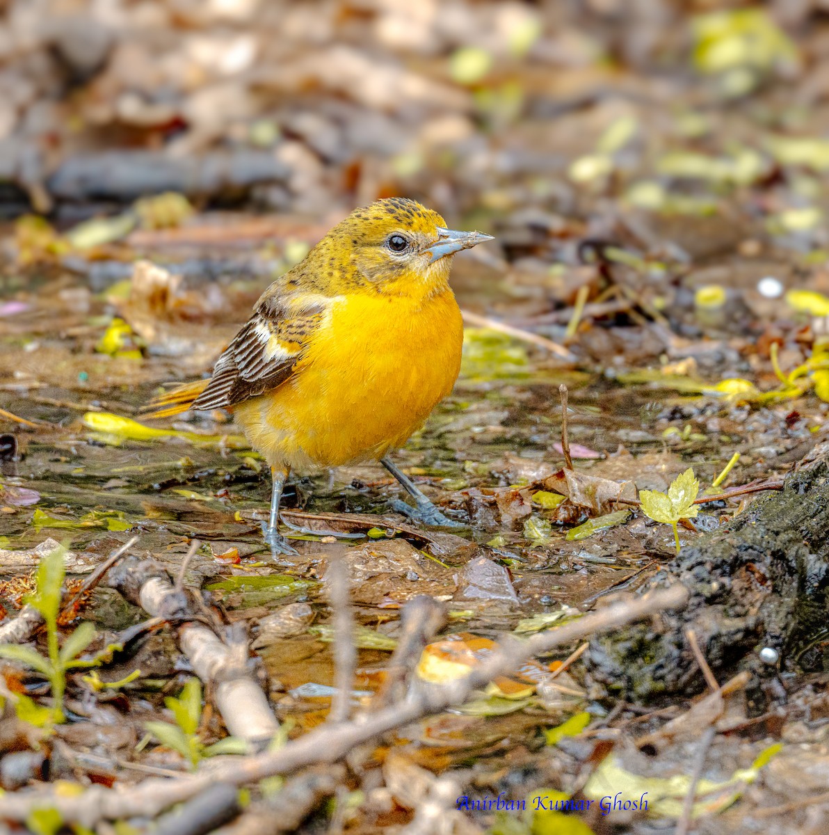 Baltimore Oriole - ML636745748