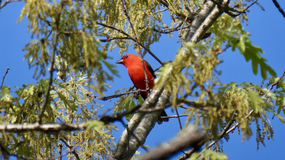 アカフウキンチョウ - ML636745816