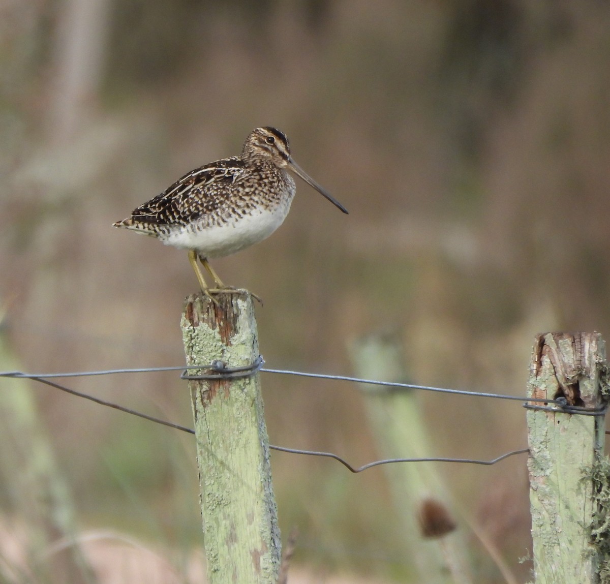 Pantanal Snipe - ML636745859