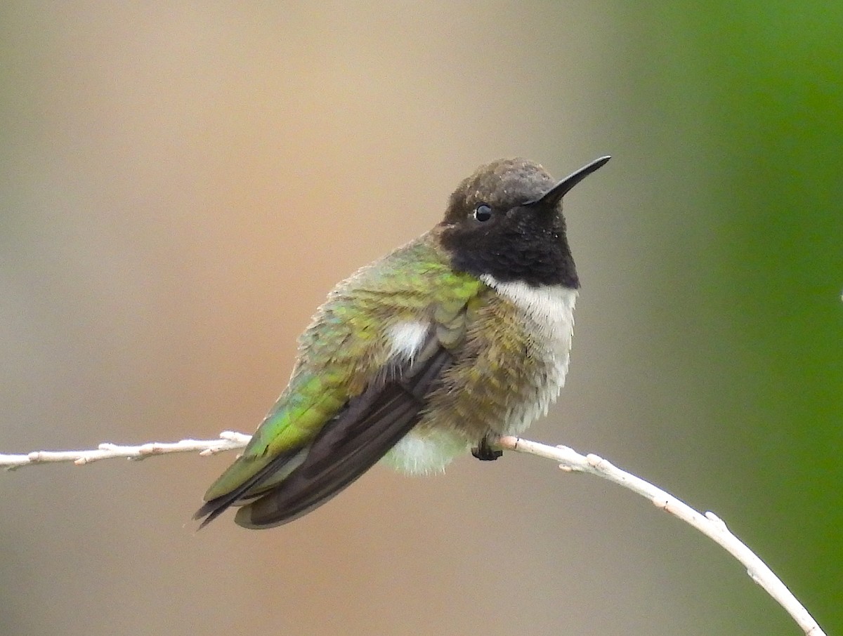 Black-chinned Hummingbird - ML636745882