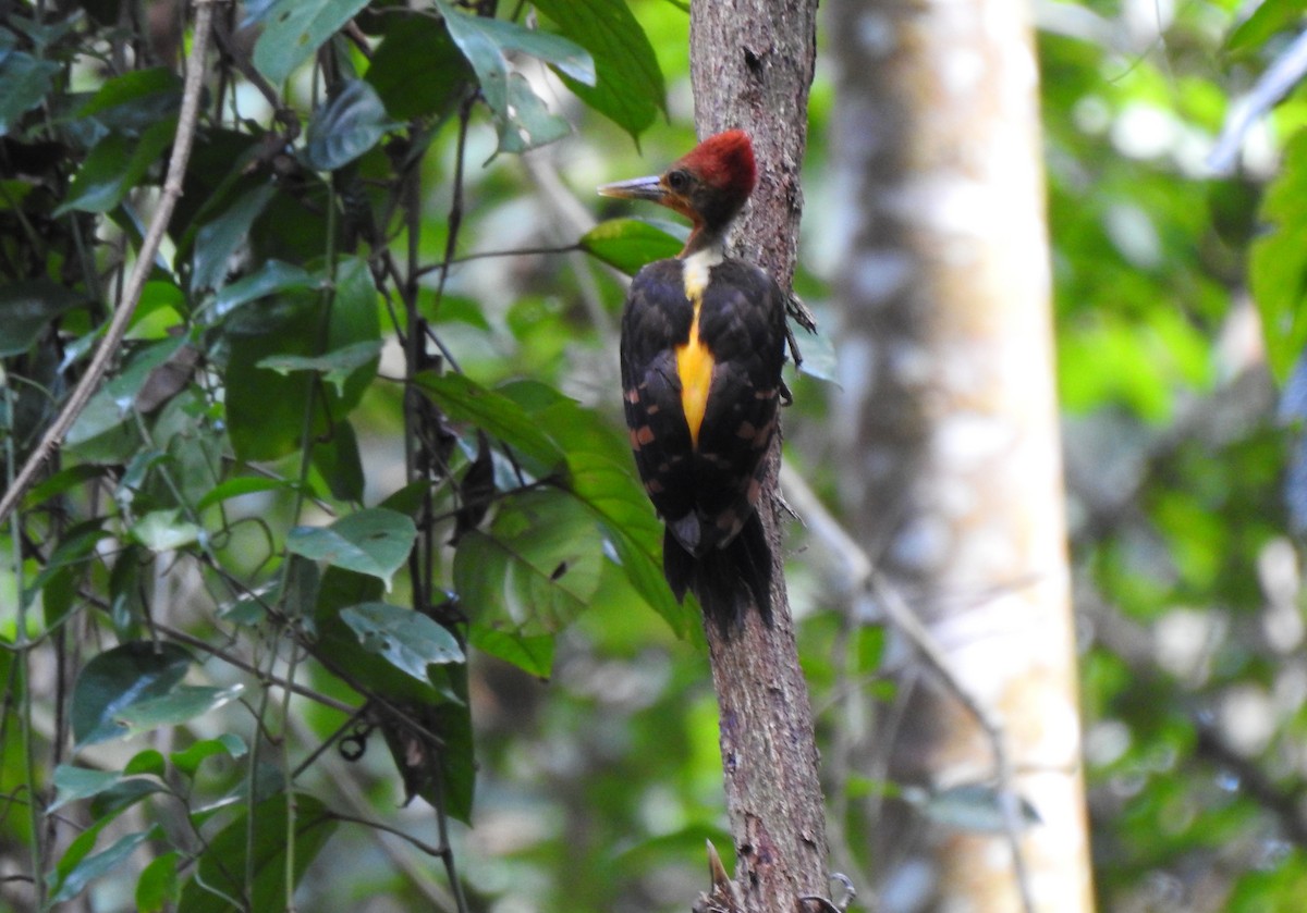 Orange-backed Woodpecker - ML636745899