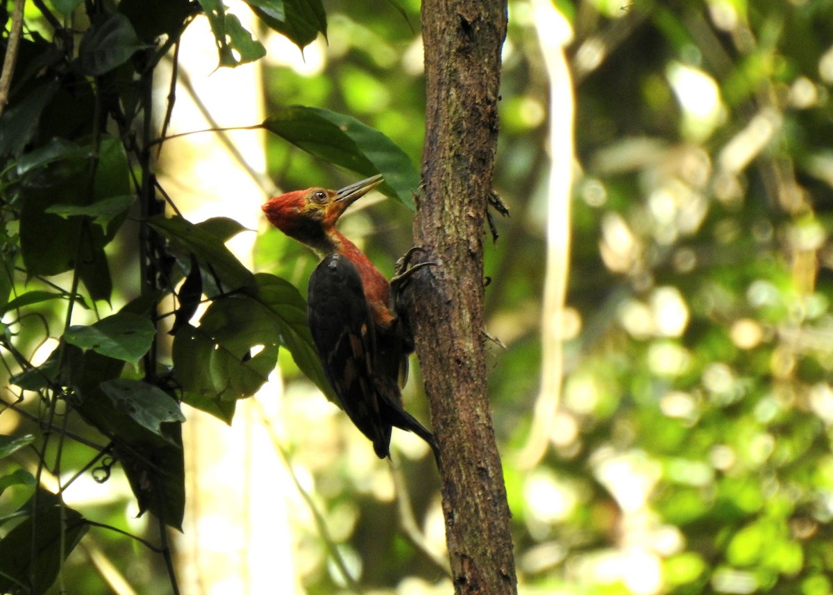 Orange-backed Woodpecker - ML636745903