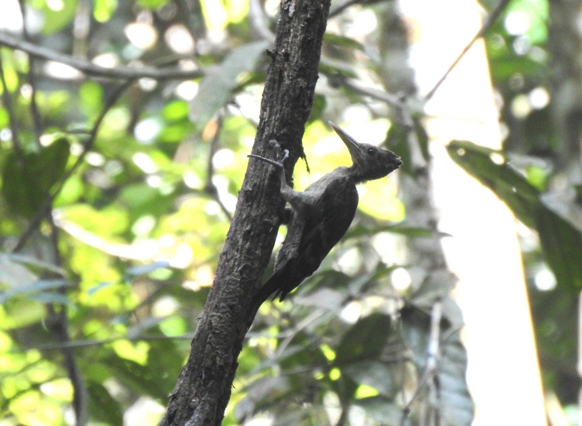 Orange-backed Woodpecker - ML636745904