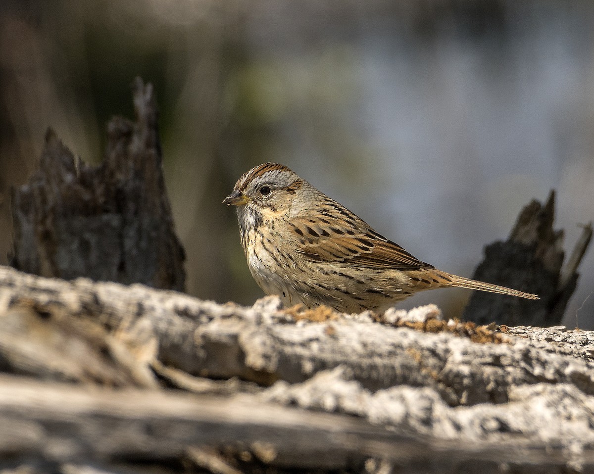 ヒメウタスズメ - ML636745931