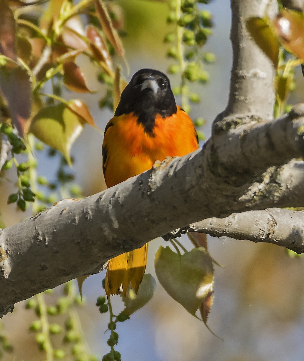 ボルチモアムクドリモドキ - ML636745939