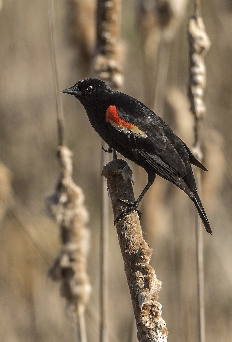 ハゴロモガラス - ML636745951