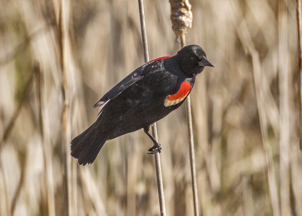 ハゴロモガラス - ML636745952