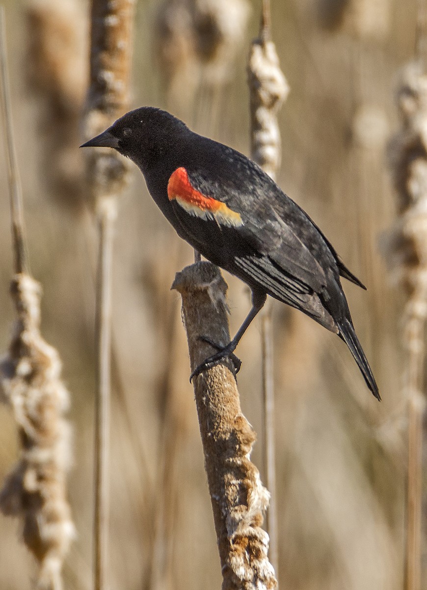 ハゴロモガラス - ML636745955