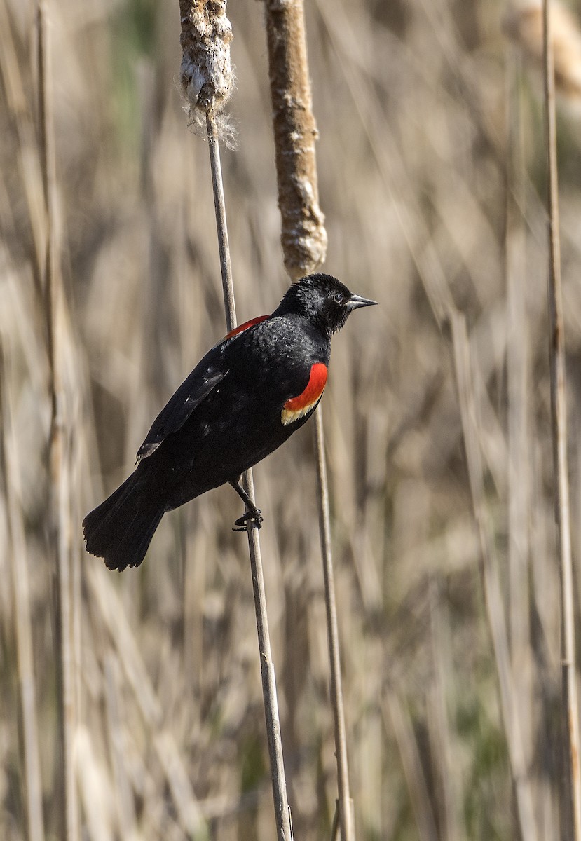 ハゴロモガラス - ML636745956