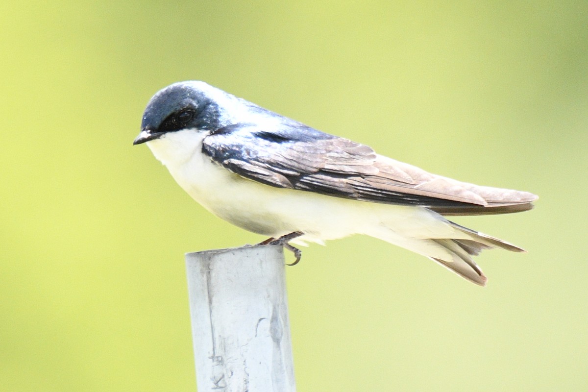 Hirondelle bicolore - ML636745958