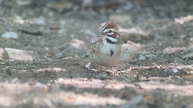 Toygar Serçesi - ML636745967