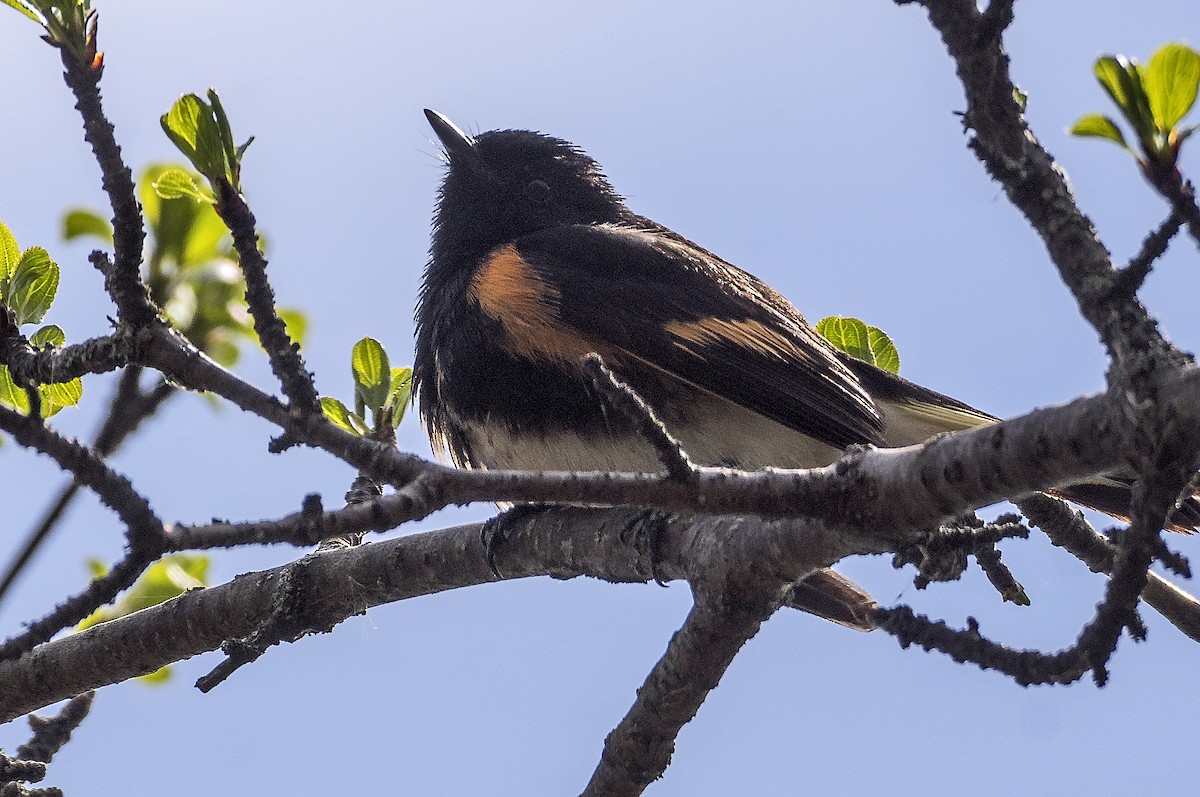 ハゴロモムシクイ - ML636745972