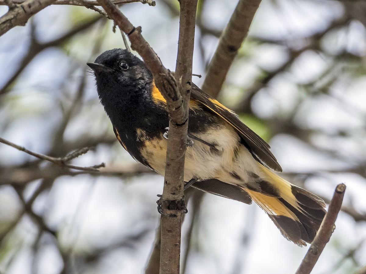 ハゴロモムシクイ - ML636745973