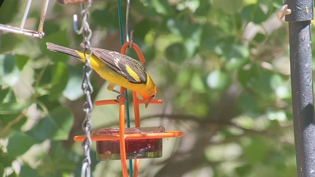 Western Tanager - ML636745985