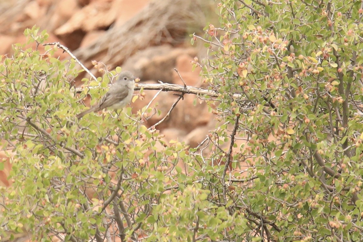 Gray Vireo - ML636746004