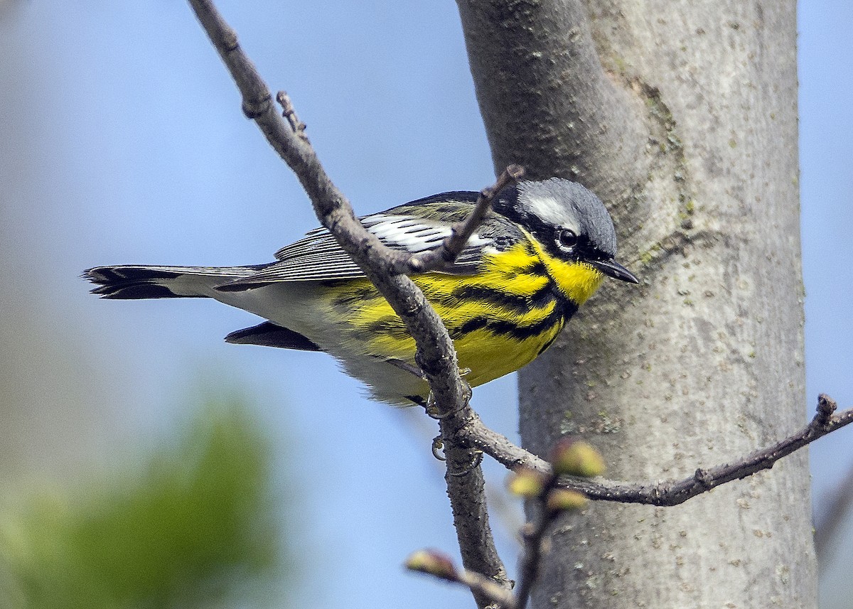 シロオビアメリカムシクイ - ML636746014