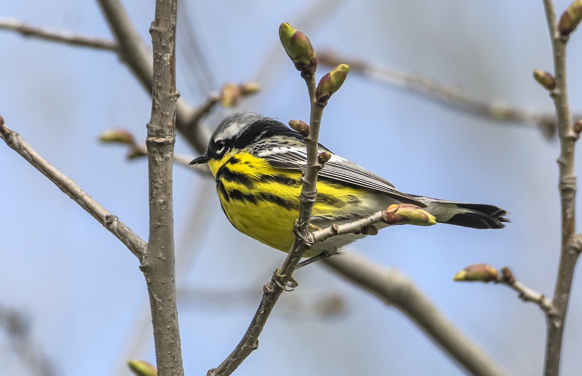 シロオビアメリカムシクイ - ML636746015