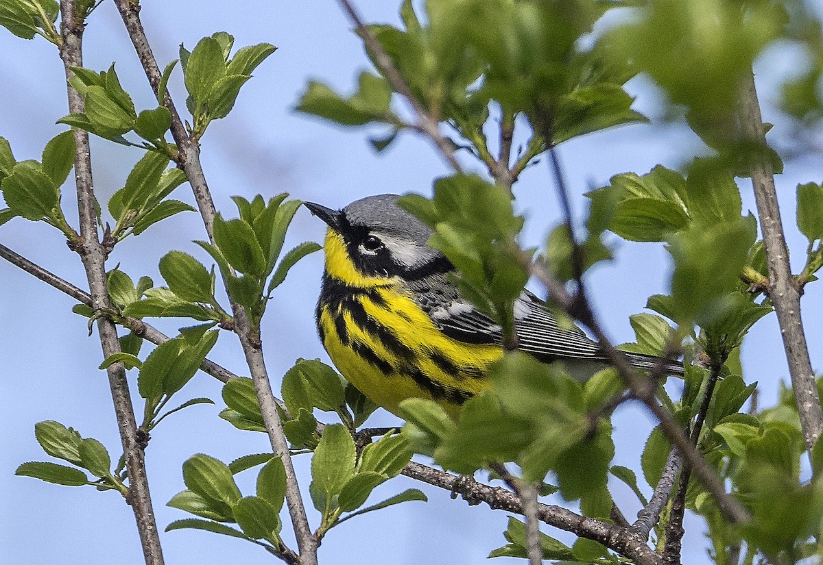 シロオビアメリカムシクイ - ML636746016