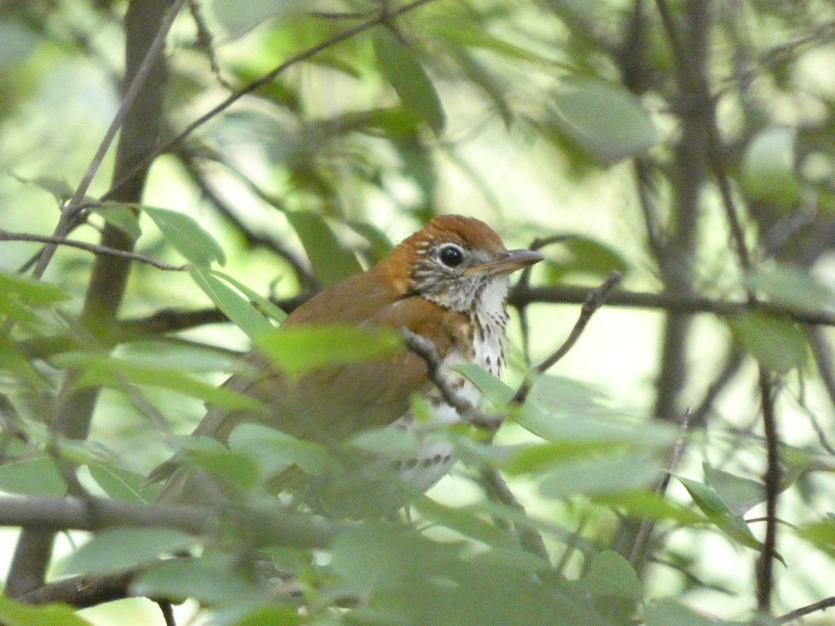 Wood Thrush - ML636746025