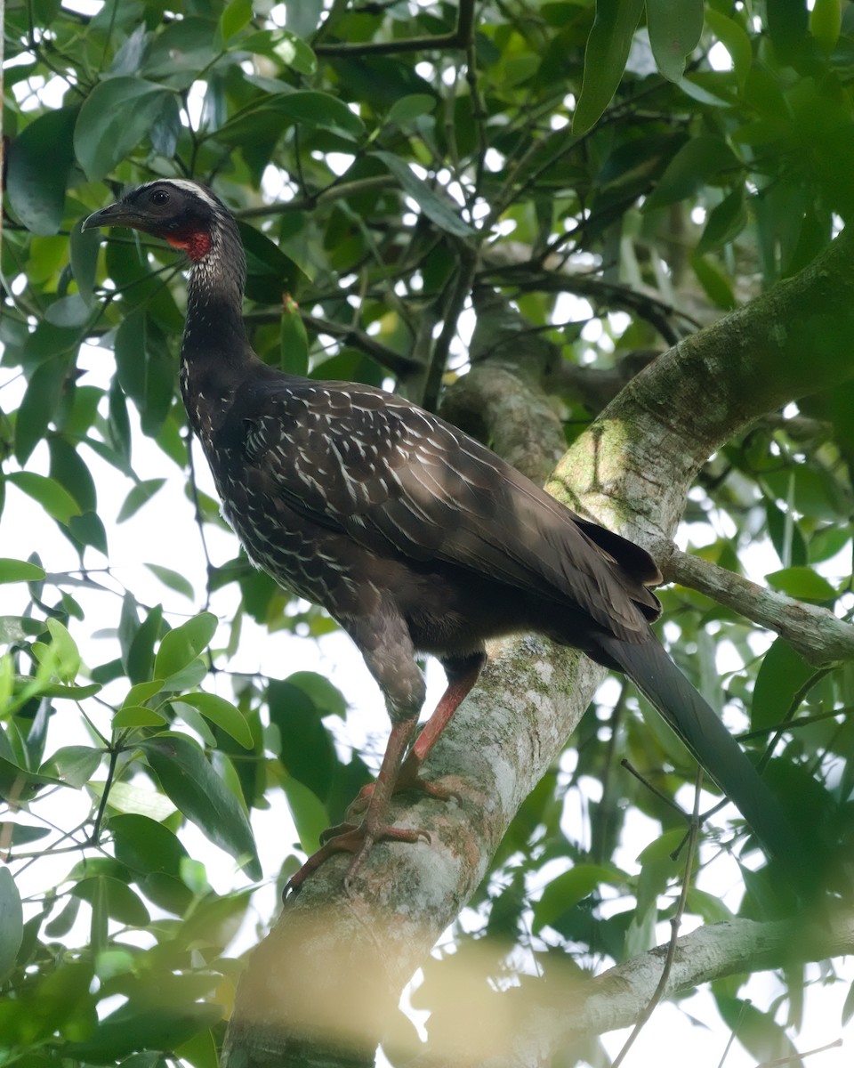 White-browed Guan - ML636746032