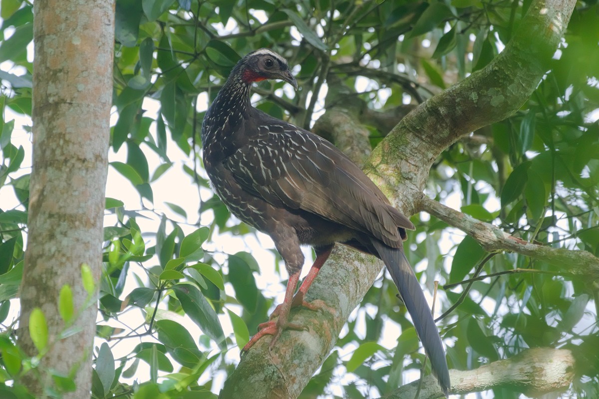 White-browed Guan - ML636746033