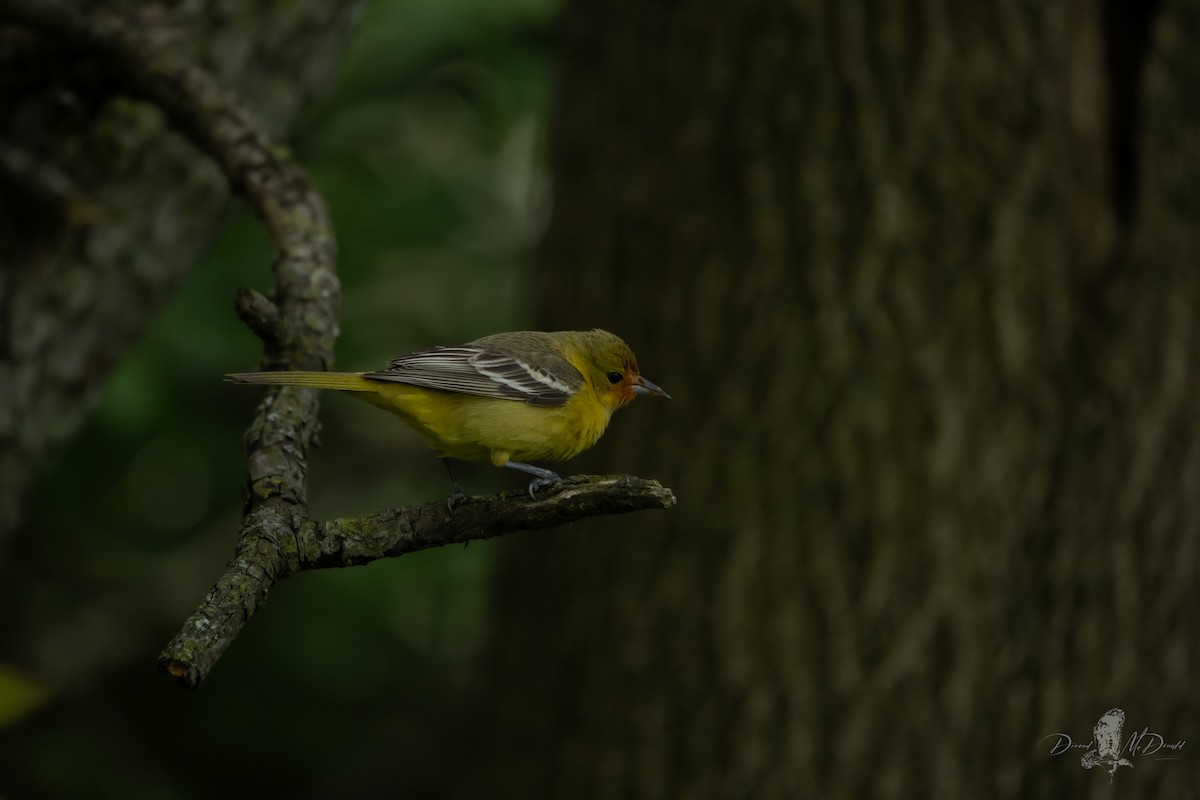 Baltimore Oriole - ML636746045