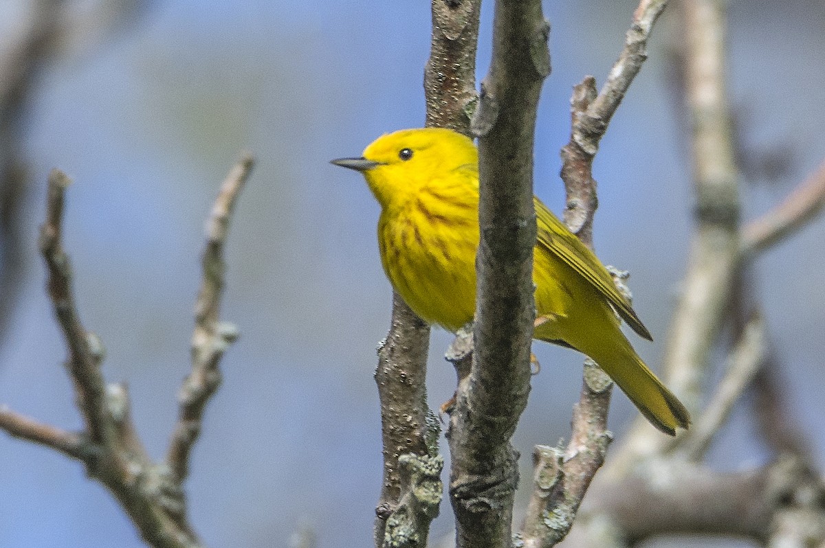Northern Yellow Warbler - ML636746056