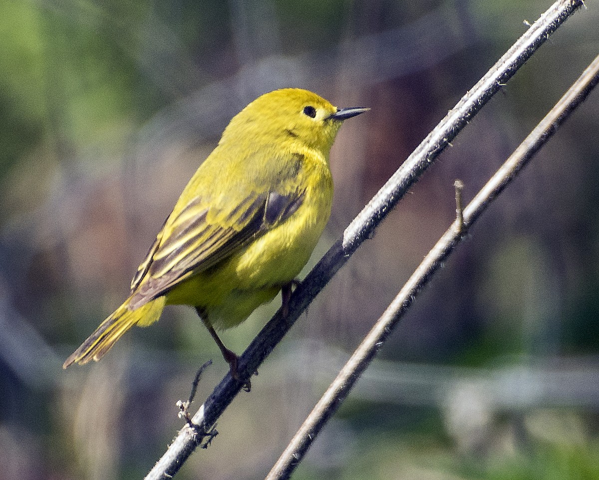 Northern Yellow Warbler - ML636746057