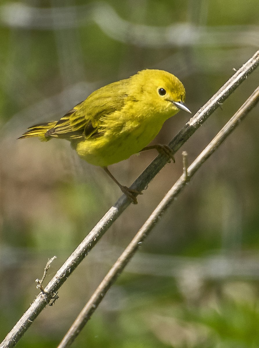 Northern Yellow Warbler - ML636746058