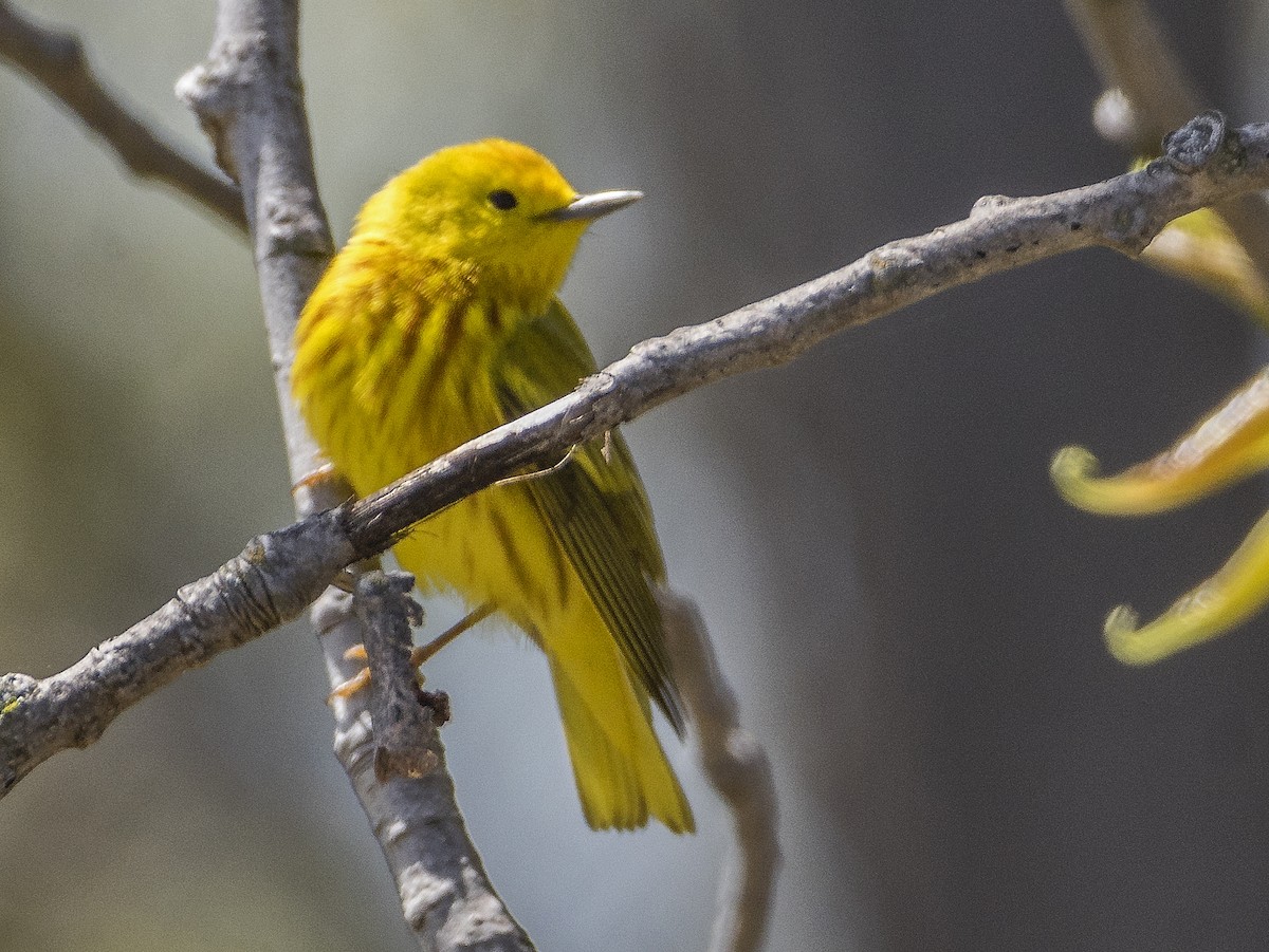 Northern Yellow Warbler - ML636746059