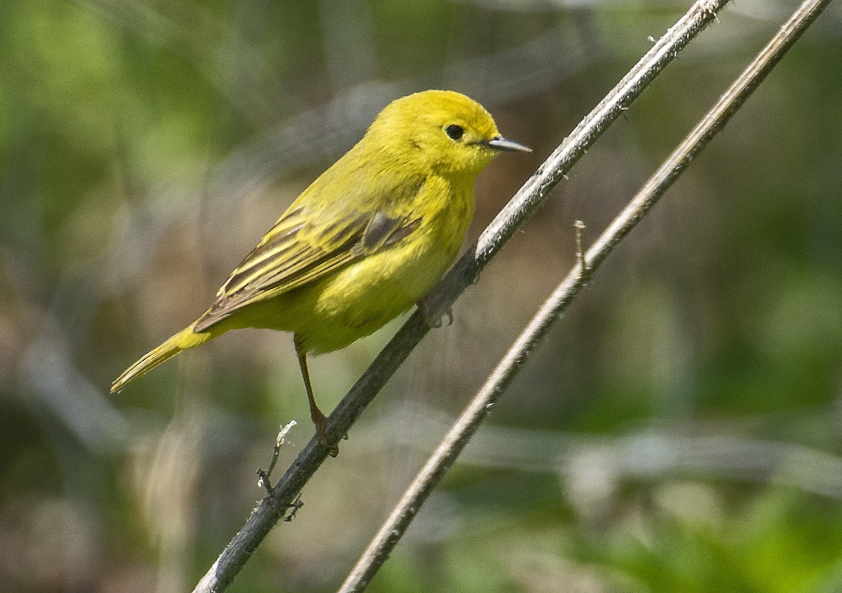 Northern Yellow Warbler - ML636746060