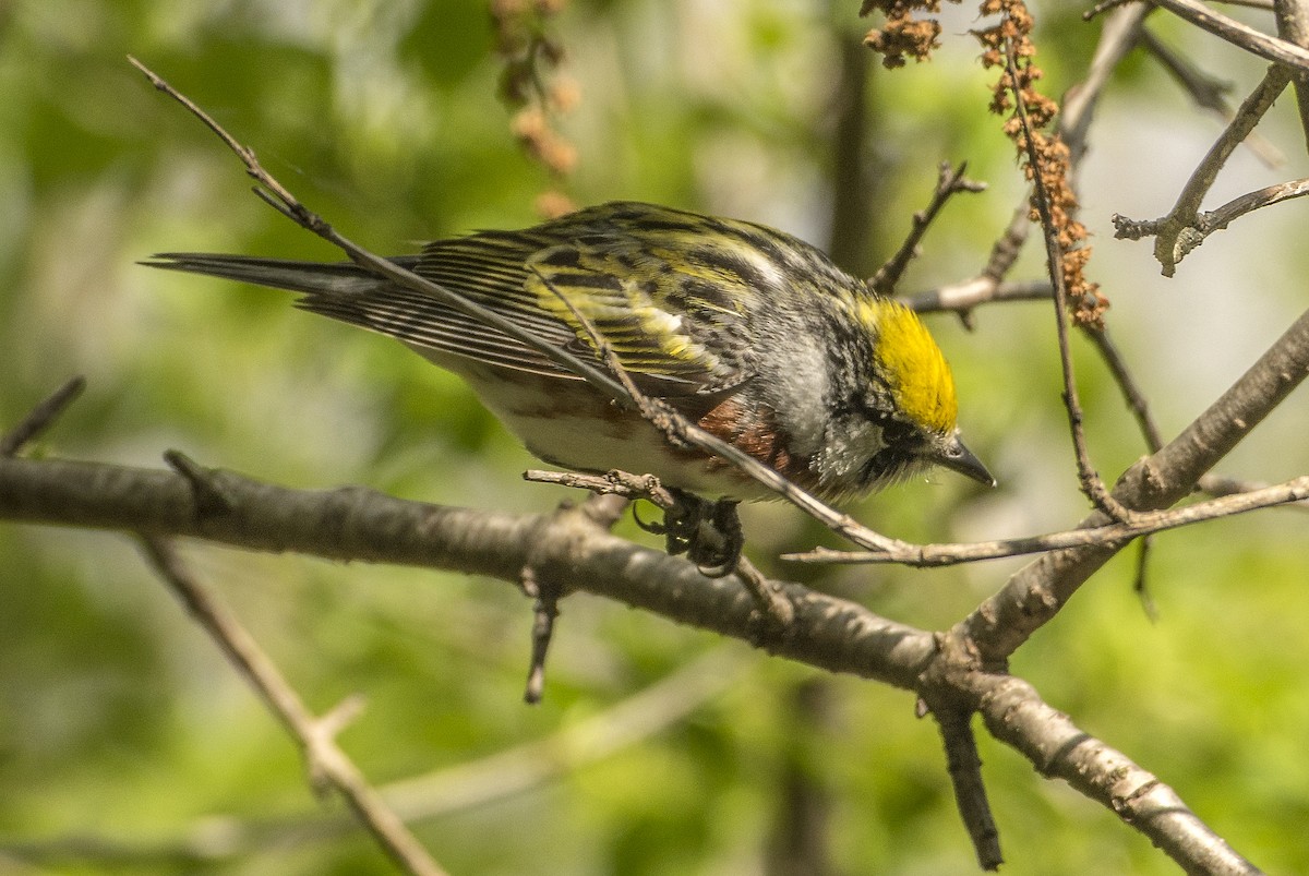 ワキチャアメリカムシクイ - ML636746078