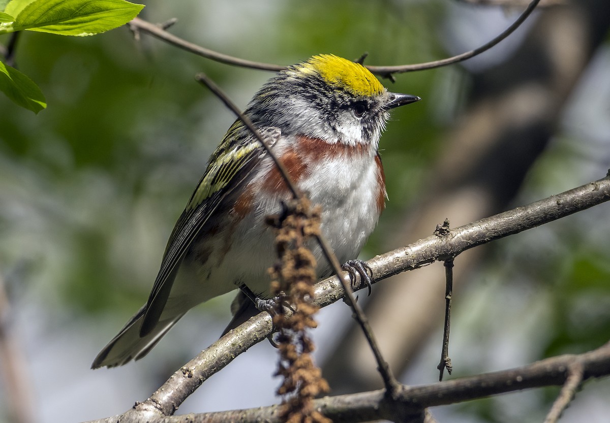 ワキチャアメリカムシクイ - ML636746079