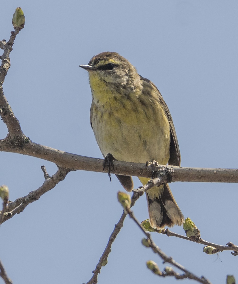 ヤシアメリカムシクイ - ML636746114